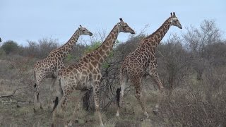 Auf Safari in Südafrika 23 Reportage  Doku  Dokumentation Deutsch [upl. by Amsirp]