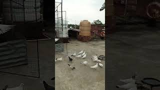 Mohammed nabina  music song love arabic pigeon  viral [upl. by Martguerita]