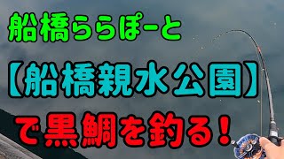 【船橋親水公園】で黒鯛を釣る。 20220418 [upl. by Rorke]