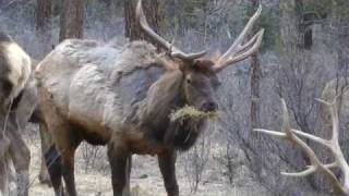 Shedding Antlers [upl. by Carmella]