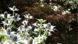 The Garden Ghost Eryngium giganteum [upl. by Roque475]