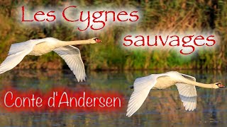 Livre audio  Les Cygnes sauvages conte dAndersen [upl. by Erich112]