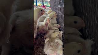 Broiler’s Poultry Farm 🐣SONAPOLTRYFARAM poultry youtubeshorts poultry poultrylife [upl. by Yelhs]