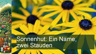 Sonnenhut Ein Name zwei Stauden [upl. by Aliuqahs]