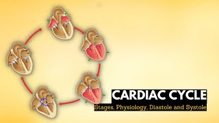 Cardiac cycle stages physiology Diastole and systole in the cardiac cycle [upl. by Molloy374]