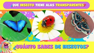 🐞 Quiz de INSECTOS 2024  Cuánto sabes  🪲Nivel Difícil Trivia Adivina cuál solo para EXPERTOS [upl. by Higginbotham]