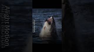 Saltwater Crocodile VS Great White Shark animals viral godzilla monsterverse debate short [upl. by Haraf624]