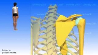 La escápula Los movimientos de la escápula [upl. by Sherer266]