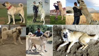 gaddi Dog kangal Dog bakharwal dog for sale 2023 [upl. by Karel]