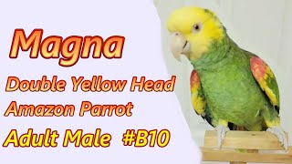 Magna Double Yellow Headed Amazon Parrot B10 [upl. by Yrollam967]