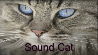 Sound of cats to scare the rats were updated in 2017 [upl. by Tranquada]