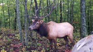 Up Close and Personal  Kentucky Elk Hunting with Lost Mountain Outfitters Hurley Combs [upl. by Ettegirb51]