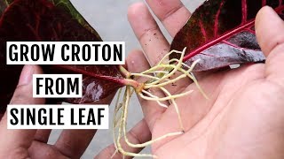 Grow Croton from Leaf in Water  No SOIL Needed [upl. by Saltzman]