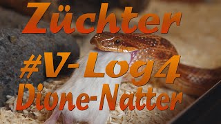 Der Züchter  VLOG 4  DIONENATTER  Elaphe dione [upl. by Nahsin]