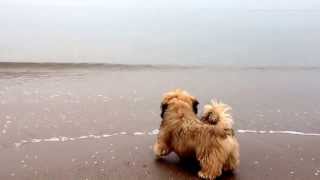 Lhasa Apso puppy Altan first time to the sea [upl. by Zrike]