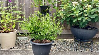 First Prune For California Lilac Victoria Ceanothus July 8 [upl. by Icyak415]