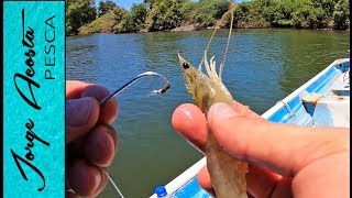 Pesca con CAMARON VIVO en la boca de un RÍO  Pargo y Robalo [upl. by Dalohcin739]