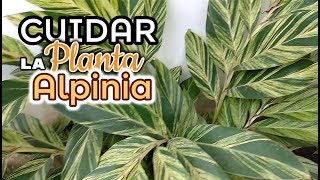 🥀 CUIDADOS de la Planta ALPINIA  Consejos que Deberías Aplicar [upl. by Lapointe]