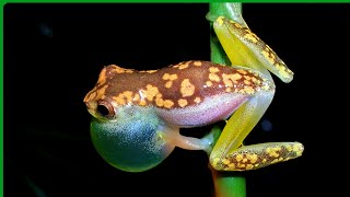 Such a tiny treefrog  Dendropsophus branneri frogsounds [upl. by Atiuqiram388]