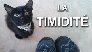 LA TIMIDITÉ  PAROLE DE CHAT [upl. by Lissner]