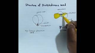 Structure of Dicotyledonous seed Gram seed How to draw Dicot seed Dicot seed structure [upl. by Gilpin]