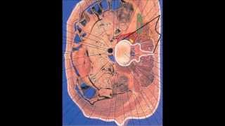 Simple ultrasound lumbar plexus block technique [upl. by Boyt46]