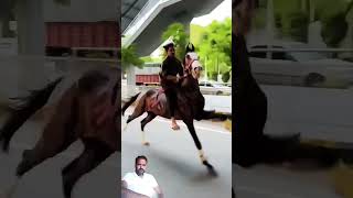 horse running video [upl. by Yrrum]