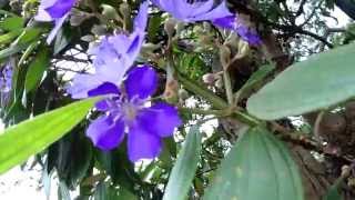 Tibouchina Urvilleana or Tibouchina Mutabilis [upl. by Isleen980]