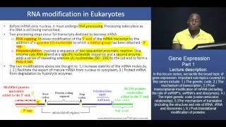 MCAT® The Expression of Genes  Part 3  RNA processing [upl. by Atig232]