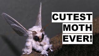 Venezuelan Poodle Moth [upl. by Ahsenal]