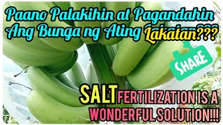 『Secret Revealed How to Produce Quality Lakatan Fruit』〘Salt Fertilization pala〙 [upl. by Louisa]