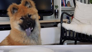 Birk the Eurasier puppy 6 months old tries new treats [upl. by Jorey]