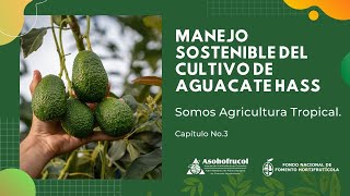 Manejo Sostenible del Cultivo de Aguacate Hass  Somos Agricultura Tropical [upl. by Ttezil710]