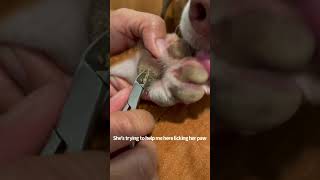 Hyperkeratosis on dog removal [upl. by O'Donovan]