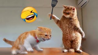 Funniest Animals 2023 😂 Funny Cats and Dogs 🐱🐶  Funny Animal Videos 2023 [upl. by Iy]