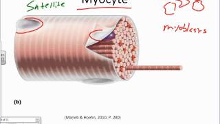 Muscle Muscle Tissue and the Sarcomerewmv [upl. by Enamrahc]