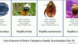 List of Insects of Order Coleoptera Family Scarabaeidae Part 10 protaetia phanaeus popillia demon [upl. by Hterrag362]