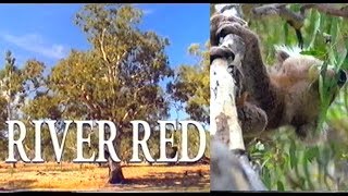 River Red Gum Documentary [upl. by Assil]