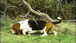 Basset Hound  AKC Dog Breed Series [upl. by Ailedamla388]