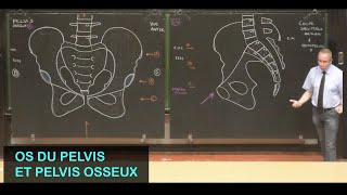 Anatomie des os du pelvis et pelvis osseux Pelvis 1 [upl. by Rialcnis]