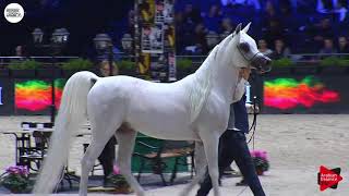 N148 AL AYAL AA  Paris 2018  Senior Stallions Class CM 6B [upl. by Elleirad9]