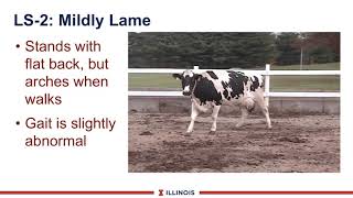 Measuring Lameness on the Farm [upl. by Damalas]