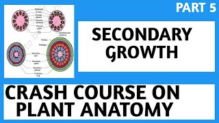 NEETCrash CourseClass 11Anatomy Of Flowering PlantsSecondary GrowthPart5NEETAIIMS2019 [upl. by Haskel]