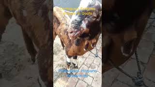 Contagious ecthyma in goats goat goats goatfarming goatfarm goatlovers goatsworld goatsheep [upl. by Niad]