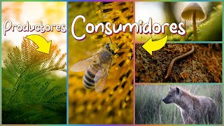 Productores y Consumidores Herbívoros Carnívoros Omnívoros y Descomponedores [upl. by Barrie]