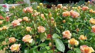 15 Popular Peach and Apricot Rose Flower Variety [upl. by Abbott]