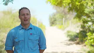 40 years of sand dune rehabilitation at Cronulla [upl. by Corny490]