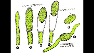 Vaucheria Asexual reproduction [upl. by Stiles]