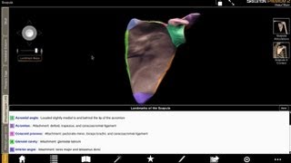 Glenoid Cavity Acromion and Coracoid Process with Skeleton Premium [upl. by Sharl]