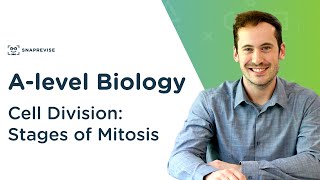 Cell Division Stages of Mitosis  Alevel Biology  OCR AQA Edexcel [upl. by Ailaro]